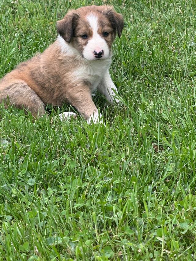 Border Collie Puppies media 4