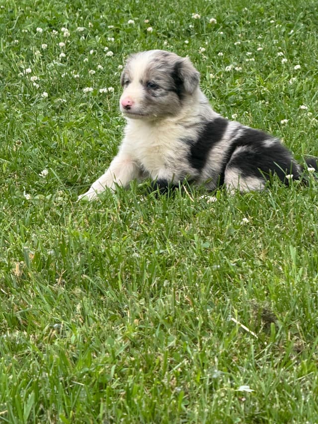 Border Collie Puppies media 3