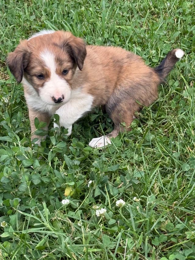 Border Collie Puppies media 5