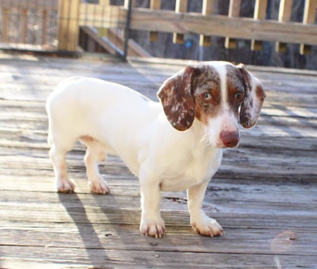 Dachshund Puppies media 5