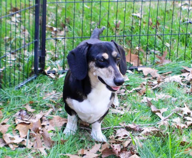 Dachshund Puppies media 6