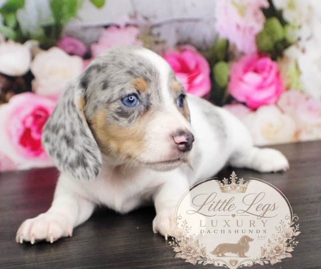 Dachshund Puppies media 2