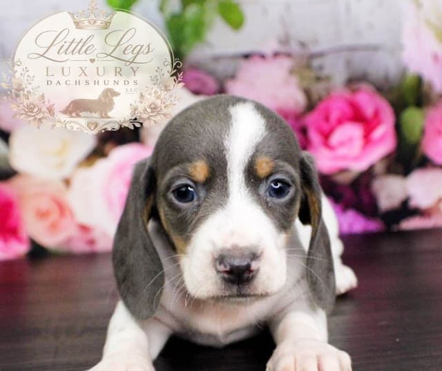 Dachshund Puppies media 4