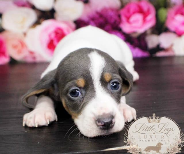 Dachshund Puppies media 3