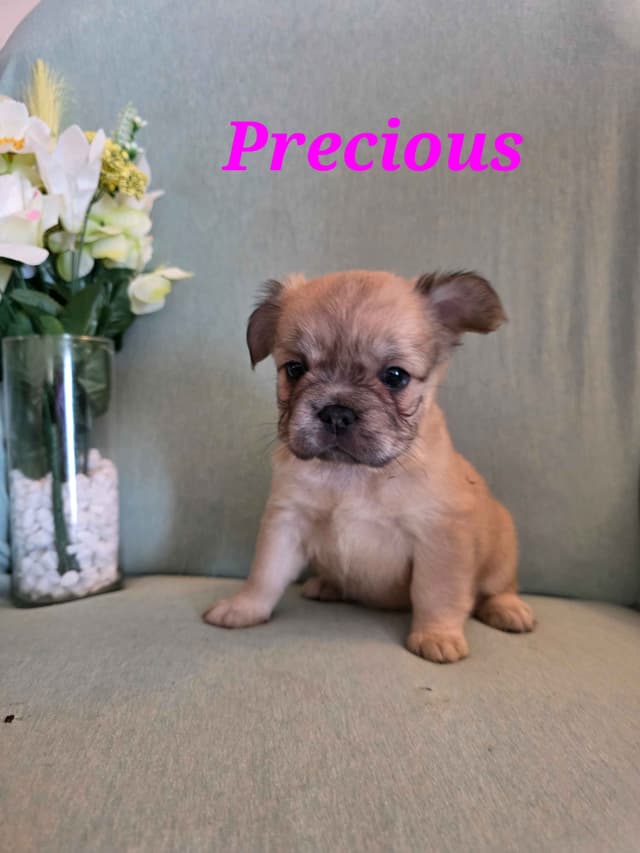 Gorgeous French Bulldog Puppies media 2