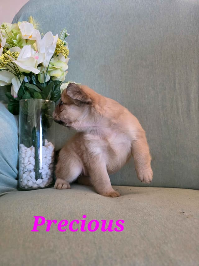 Gorgeous French Bulldog Puppies media 6
