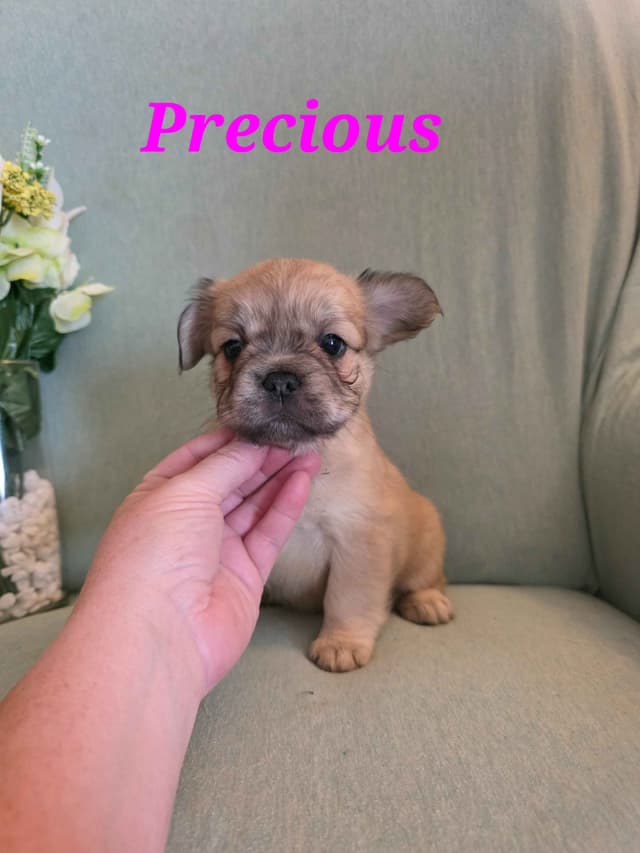 Gorgeous French Bulldog Puppies media 5