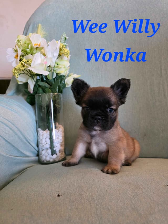 Gorgeous French Bulldog Puppies media 4