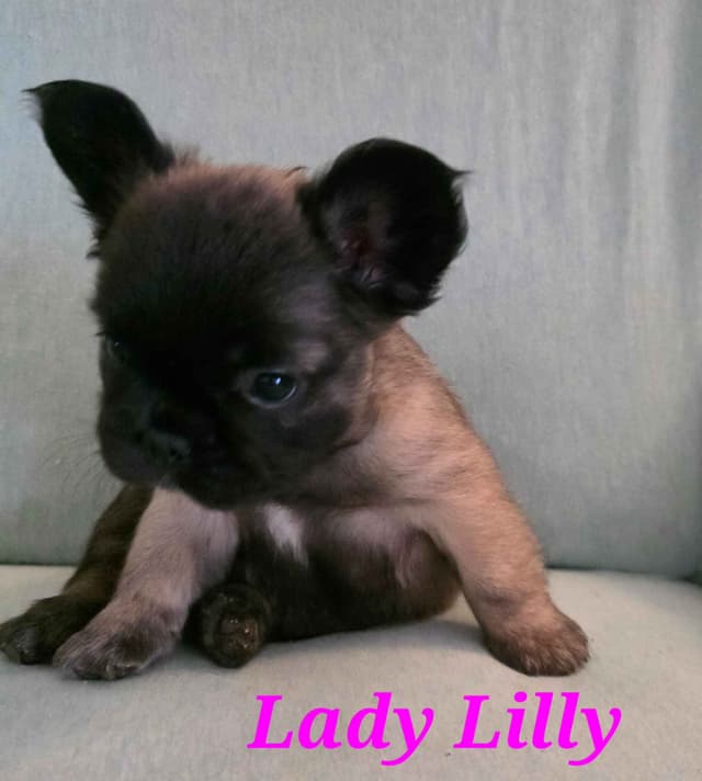 Gorgeous French Bulldog Puppies media 7