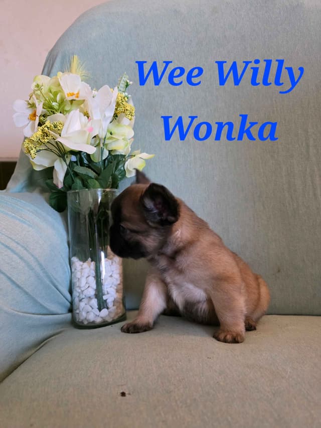 Gorgeous French Bulldog Puppies media 10
