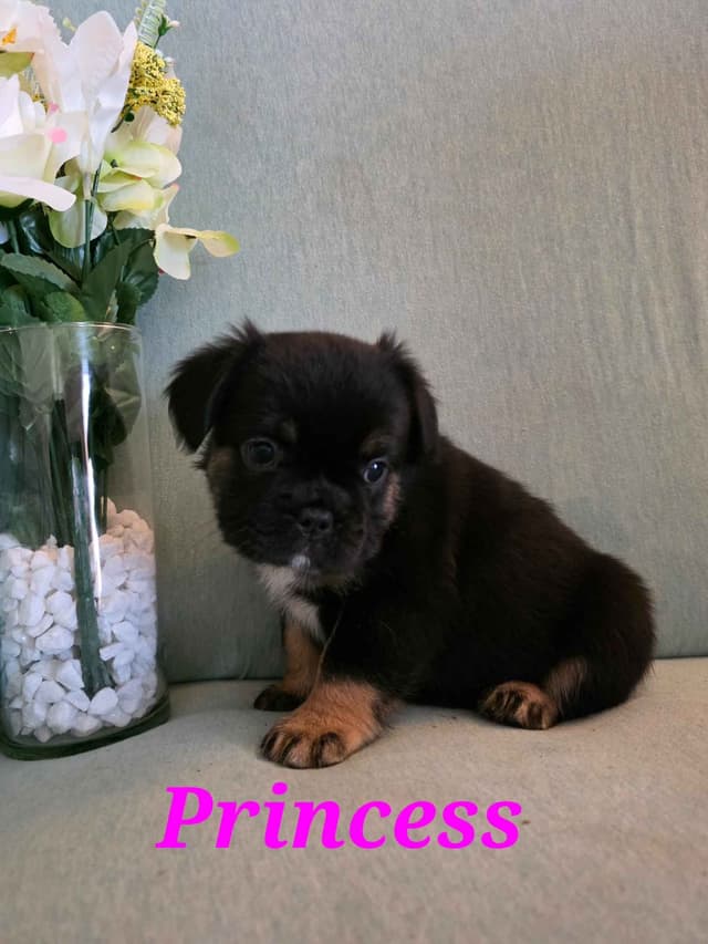 Gorgeous French Bulldog Puppies media 8