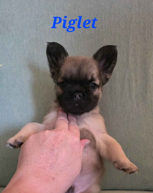 Gorgeous French Bulldog Puppies media 3