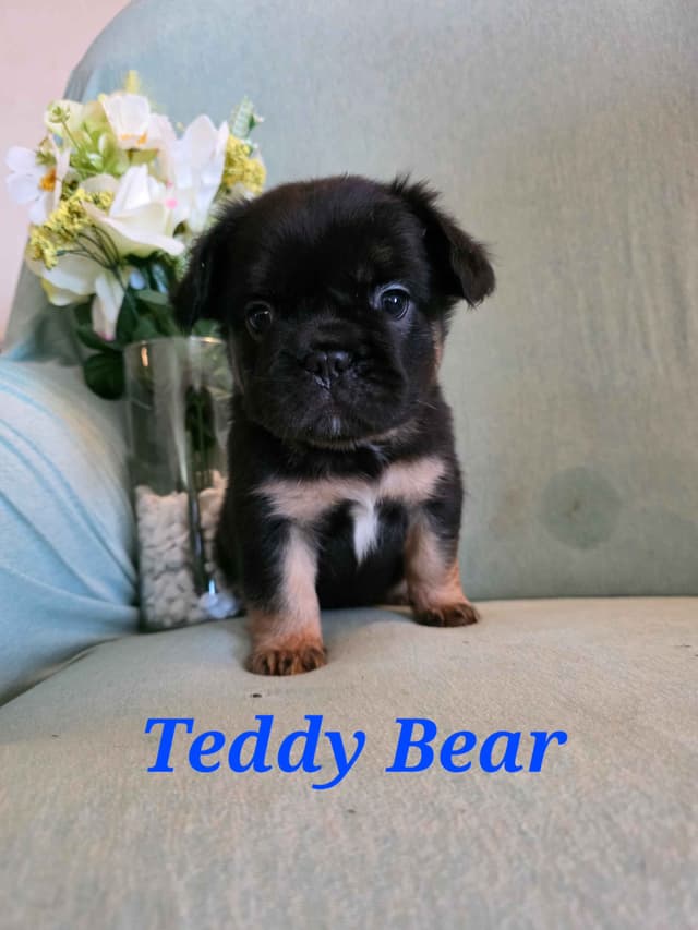 Gorgeous French Bulldog Puppies media 9