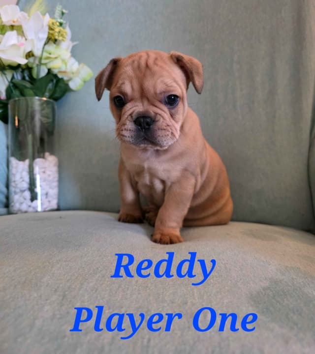 Gorgeous French Bulldog Puppies media 12