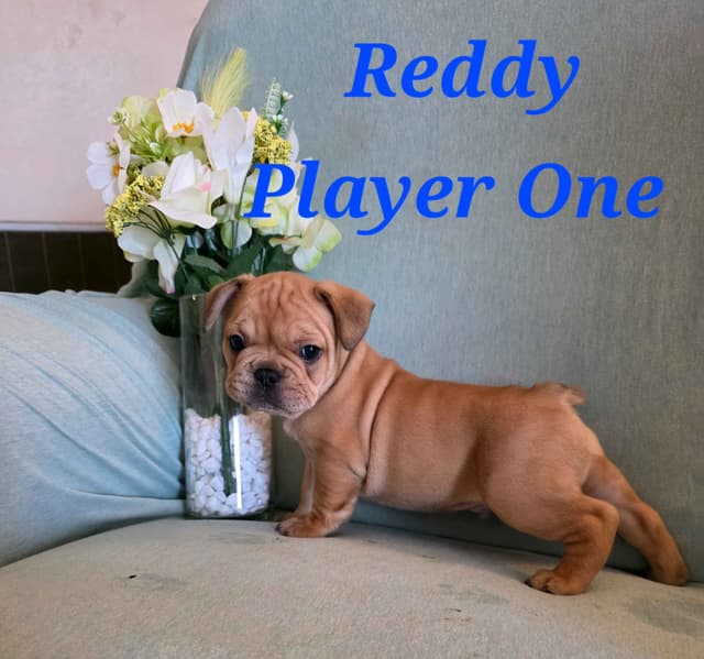Gorgeous French Bulldog Puppies media 11