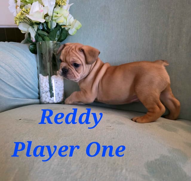 Gorgeous French Bulldog Puppies media 13