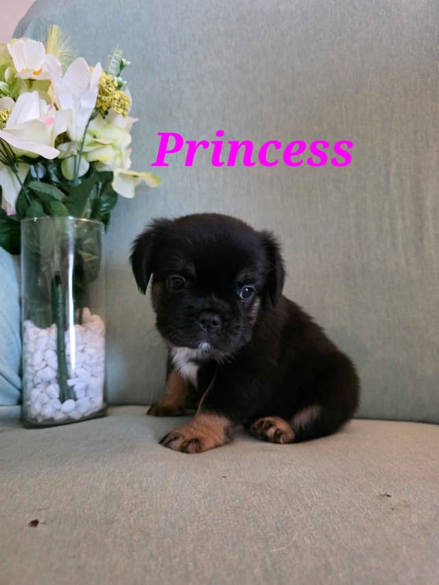 Gorgeous French Bulldog Puppies media 14