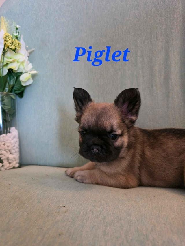 Gorgeous French Bulldog Puppies media 16
