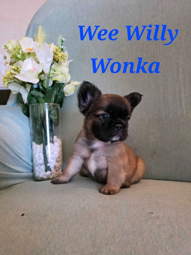 Gorgeous French Bulldog Puppies media 15