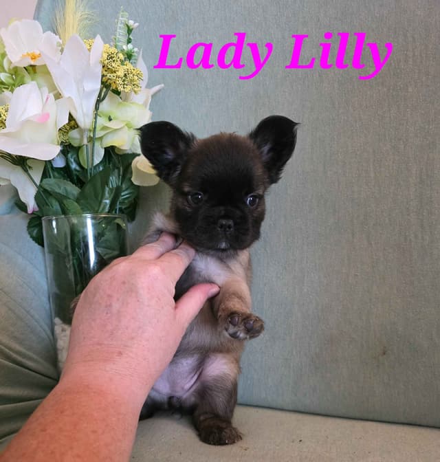 Gorgeous French Bulldog Puppies media 19