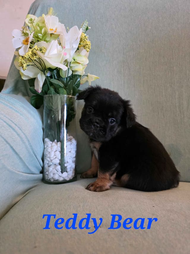 Gorgeous French Bulldog Puppies media 17
