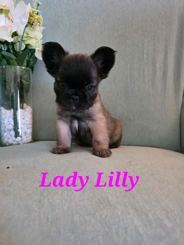 Gorgeous French Bulldog Puppies media 20