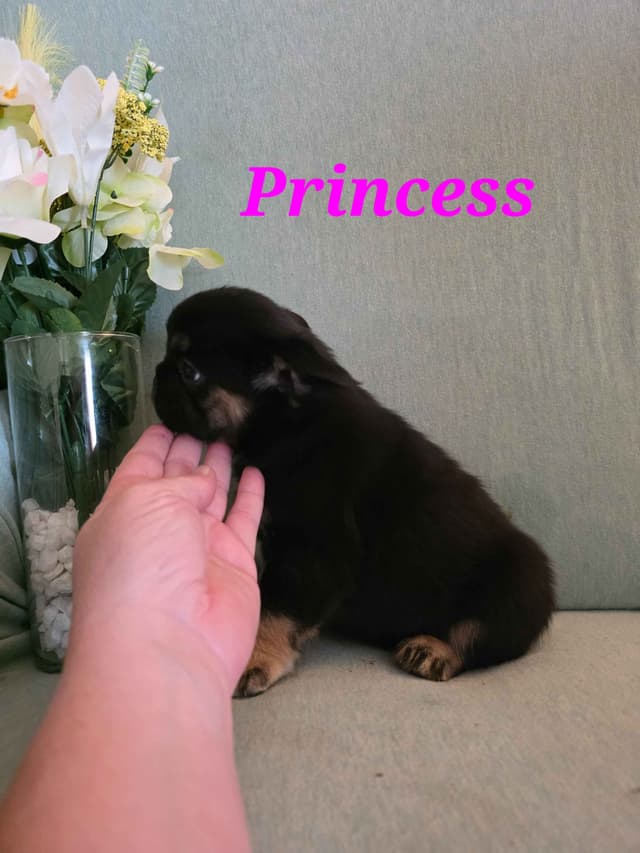 Gorgeous French Bulldog Puppies media 21