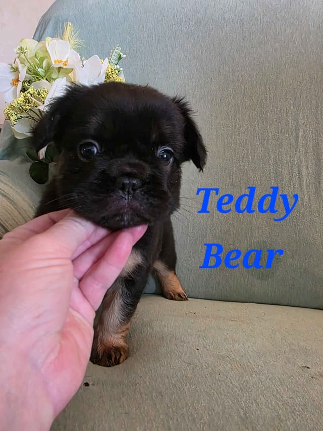 Gorgeous French Bulldog Puppies media 18