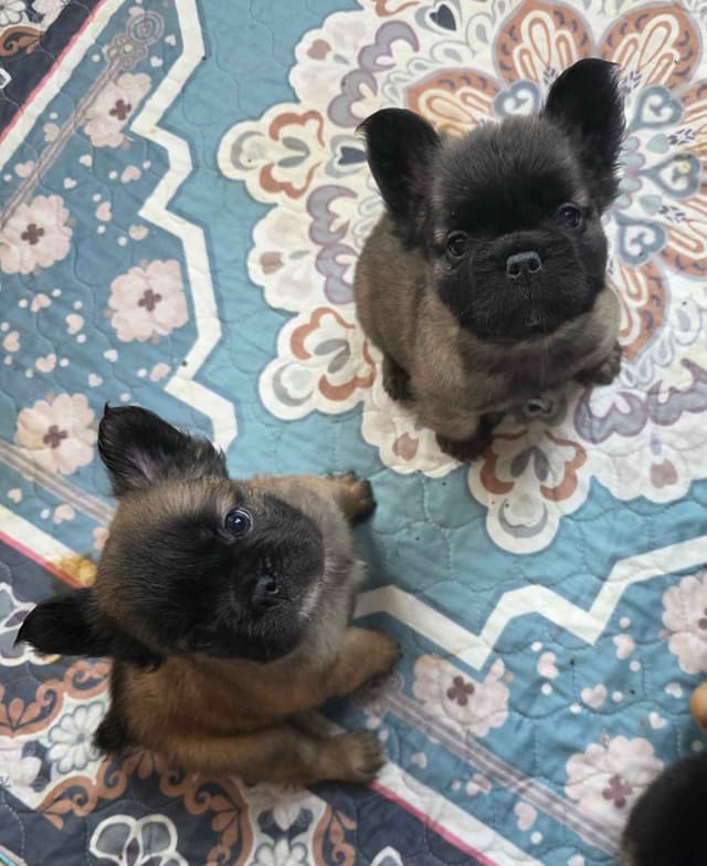 Gorgeous French Bulldog Puppies media 23