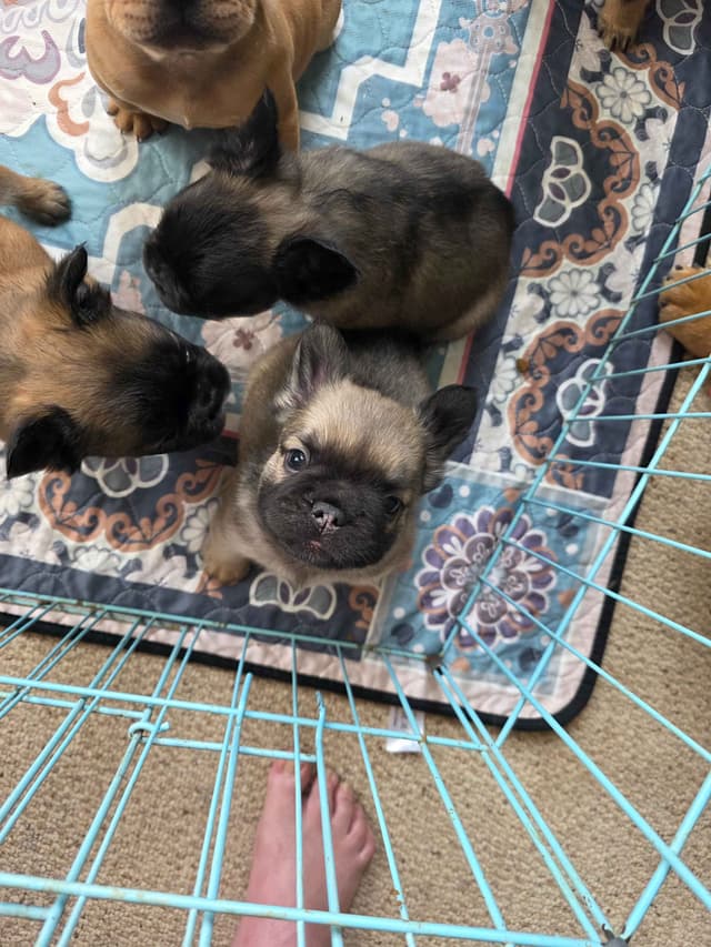 Gorgeous French Bulldog Puppies media 25