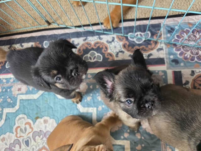 Gorgeous French Bulldog Puppies media 24
