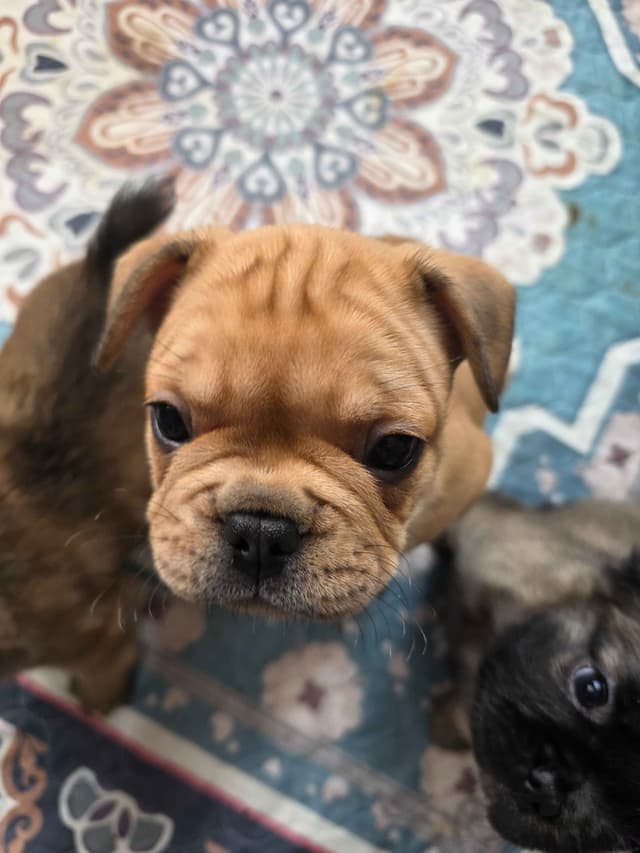 Gorgeous French Bulldog Puppies media 22