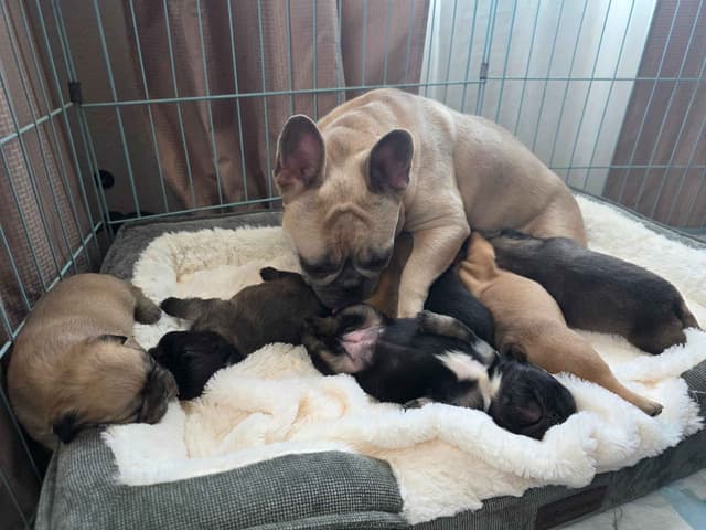 Gorgeous French Bulldog Puppies media 28