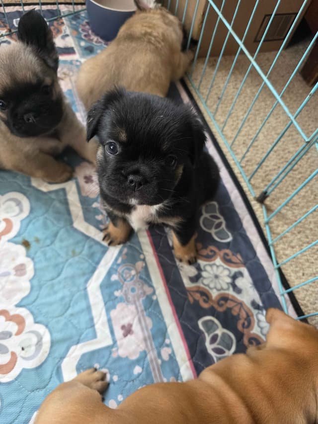 Gorgeous French Bulldog Puppies media 26
