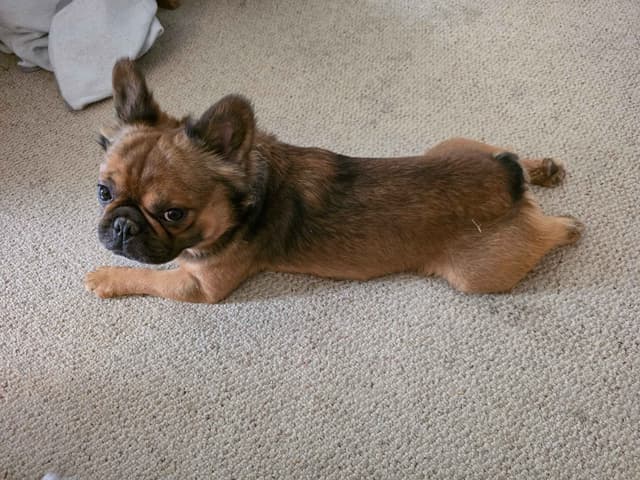 Gorgeous French Bulldog Puppies media 29