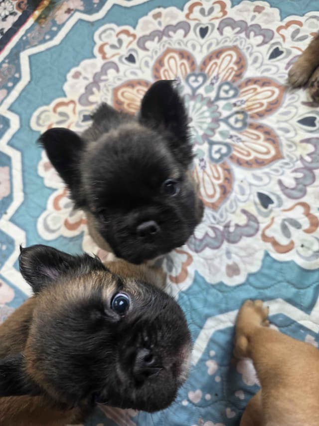 Gorgeous French Bulldog Puppies media 27