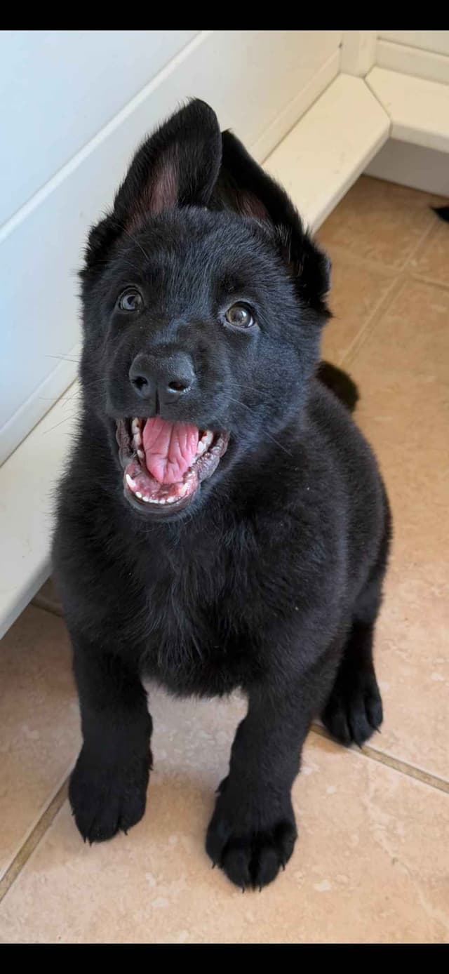 German Shepherd Dog Puppies media 3