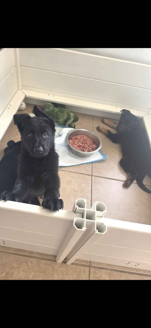 German Shepherd Dog Puppies media 2