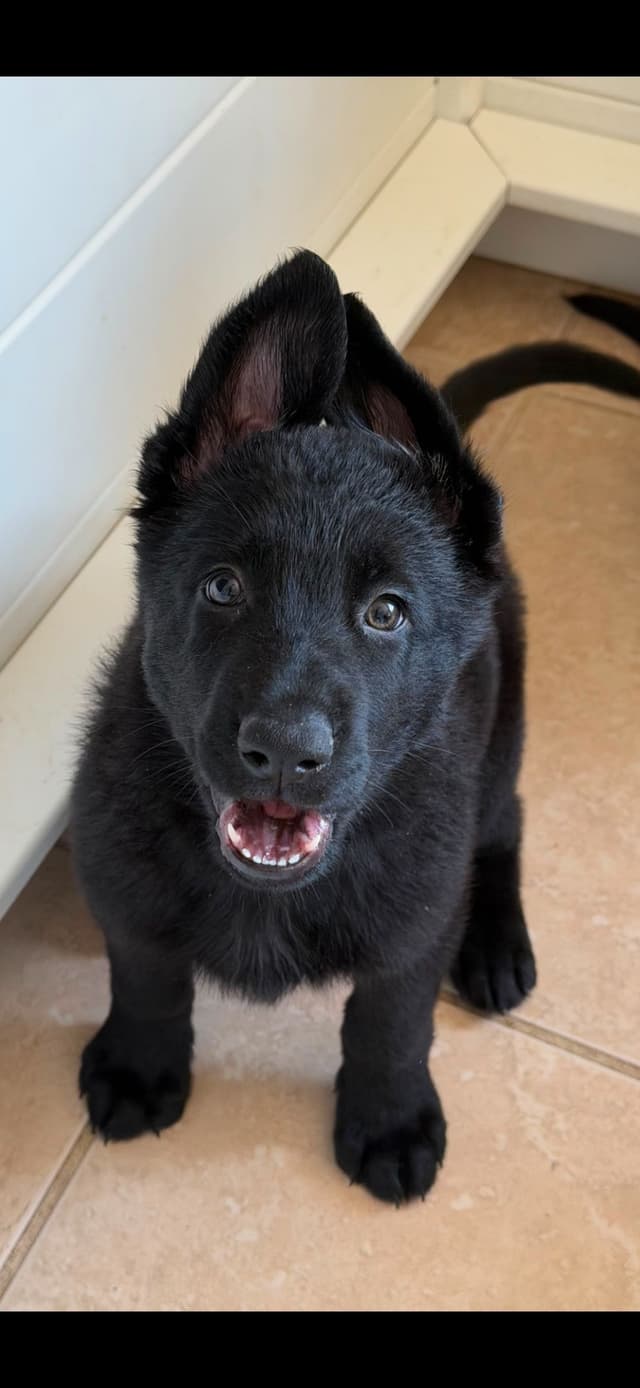 German Shepherd Dog Puppies media 4
