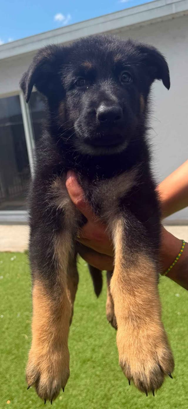 German Shepherd Dog Puppies media 8