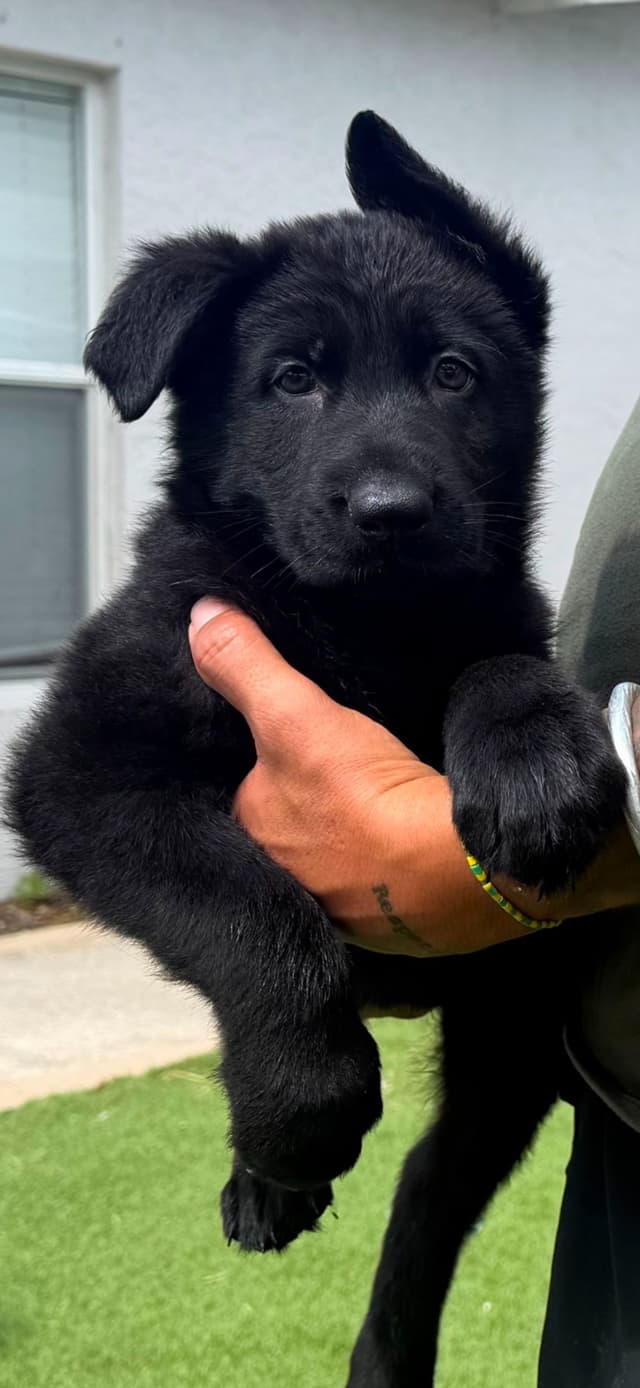 German Shepherd Dog Puppies media 6