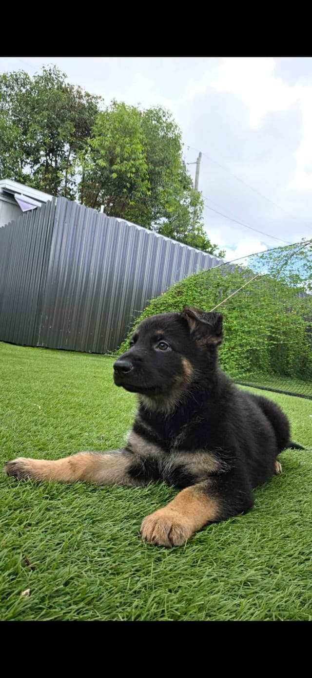 German Shepherd Dog Puppies media 5