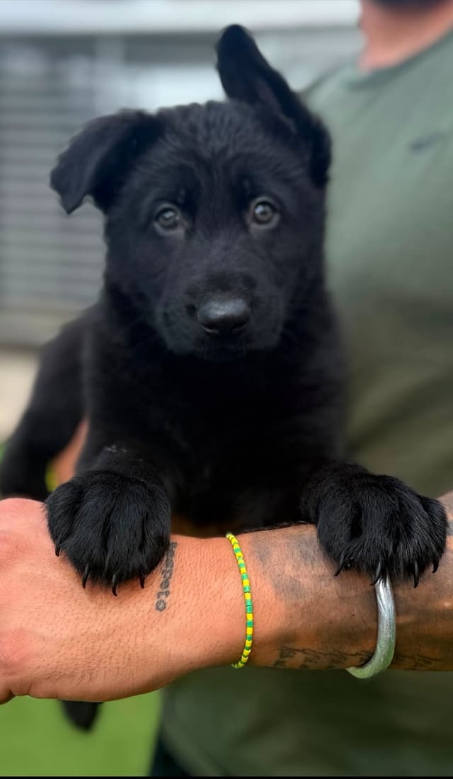 German Shepherd Dog Puppies media 7