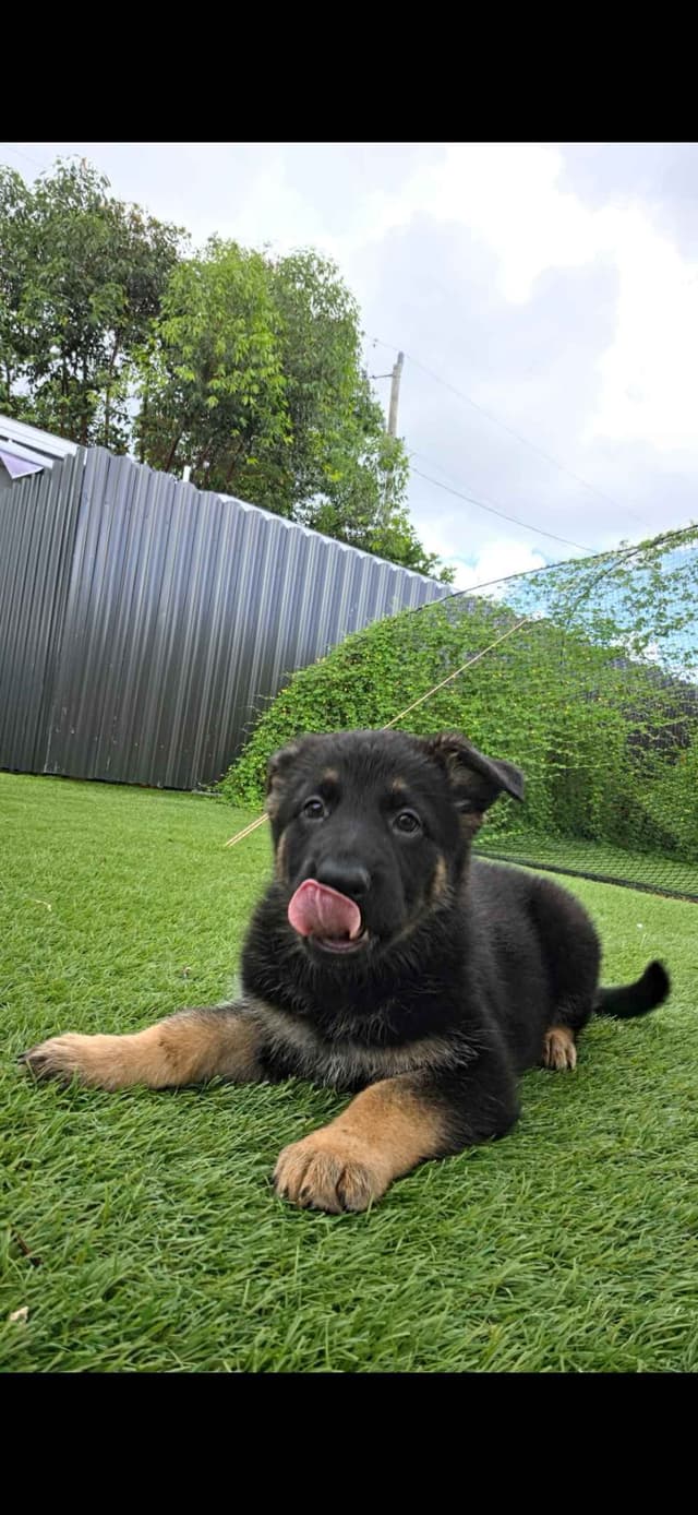German Shepherd Dog Puppies media 9