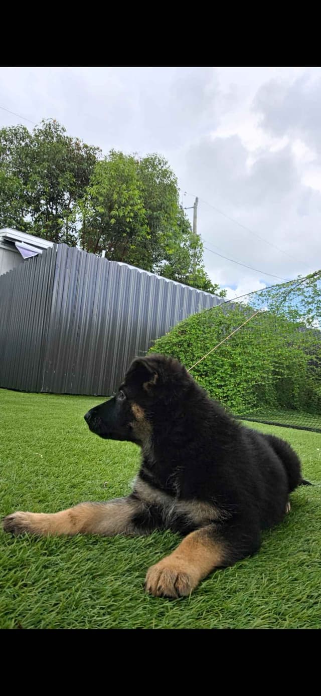 German Shepherd Dog Puppies media 10