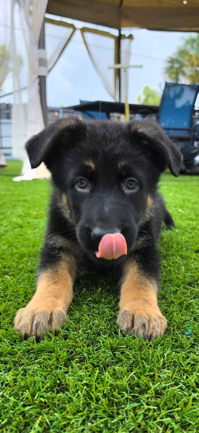 German Shepherd Dog Puppies media 11