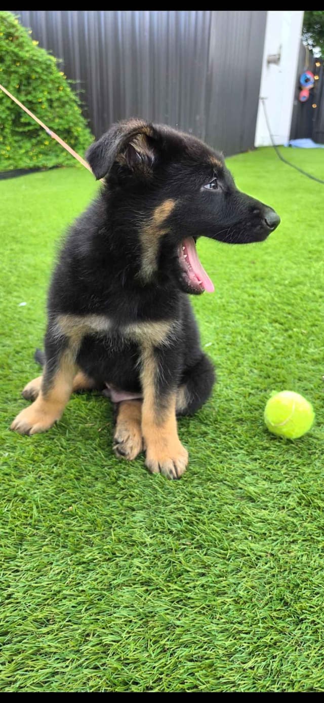 German Shepherd Dog Puppies media 12