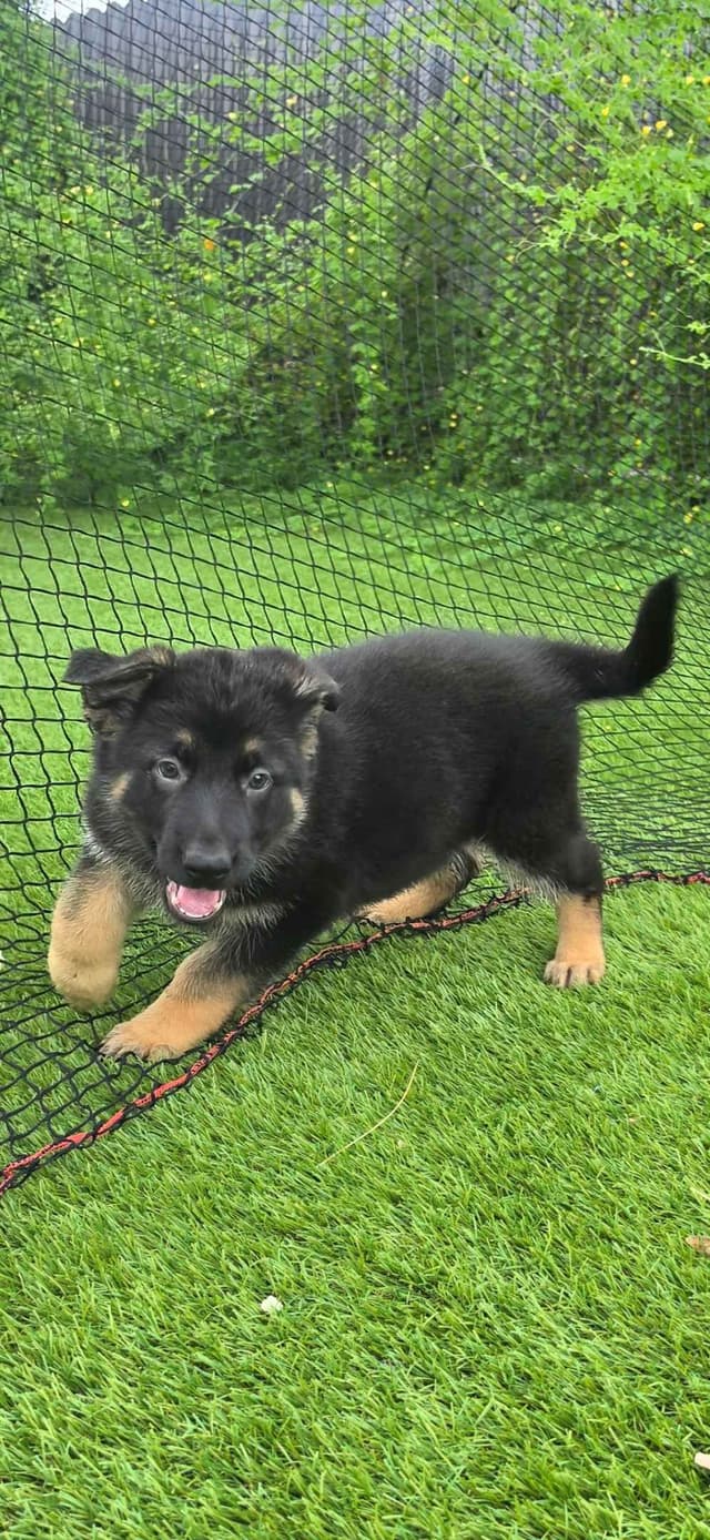 German Shepherd Dog Puppies media 13