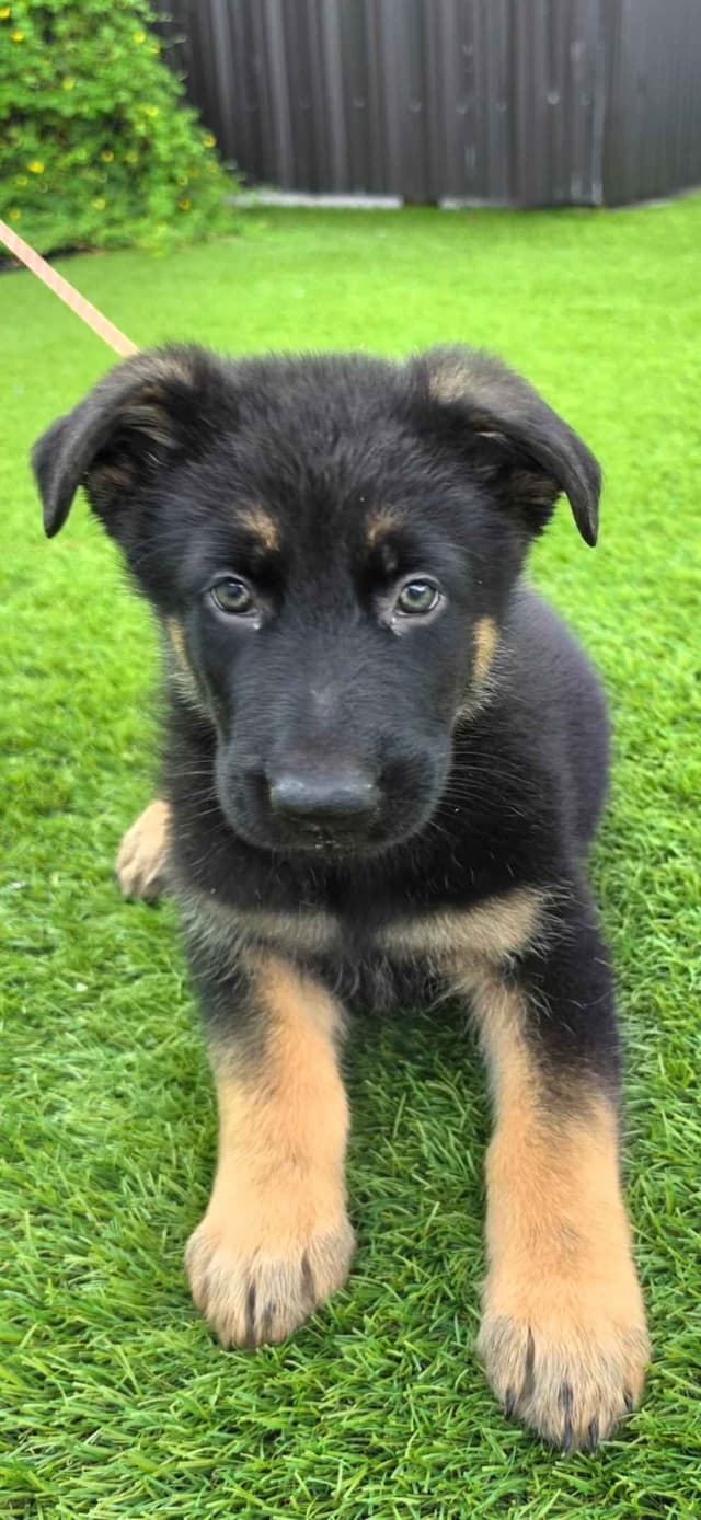 German Shepherd Dog Puppies media 14