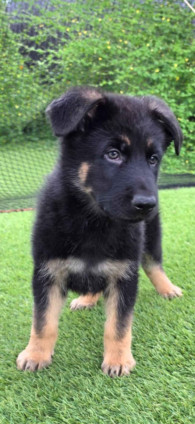 German Shepherd Dog Puppies media 15